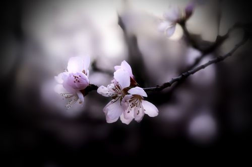 peach blossom spring
