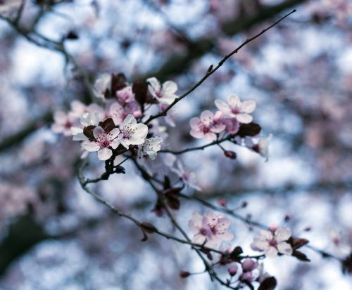 peach blossom spring flower