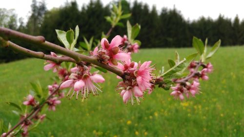peach blossom blossom spring