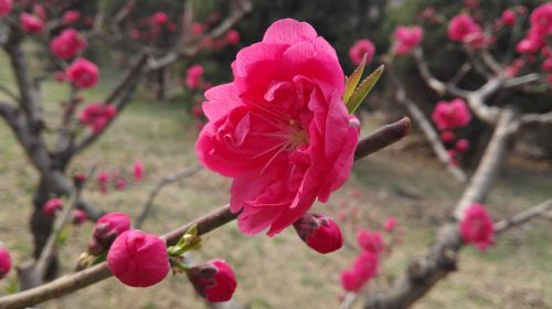 peach blossom spring red