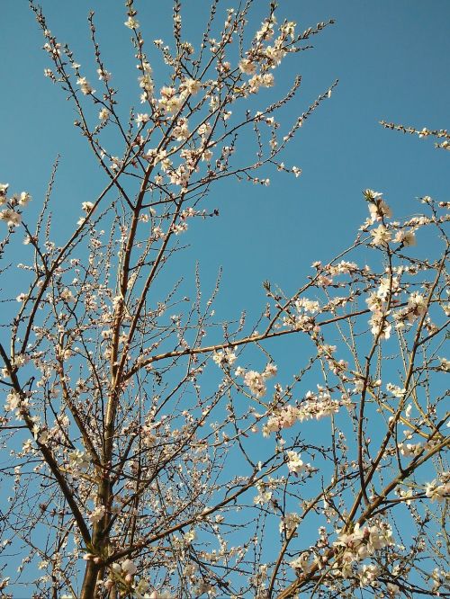 peach blossom tree spring