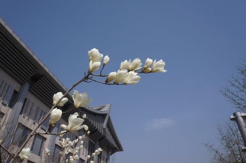 peach blossom blue sky spring