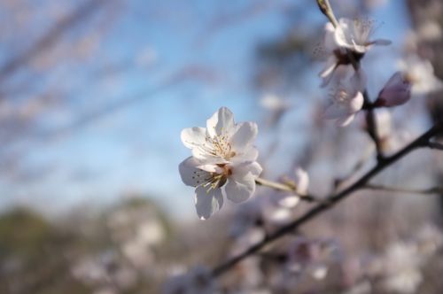 peach blossom spring china