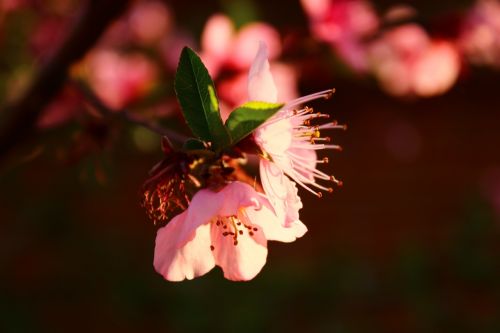 peach blossom plant spring