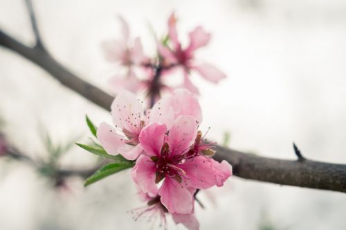 peach blossom peach wood