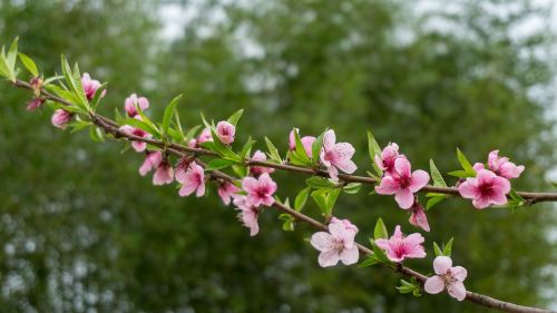 peach blossom plant pink
