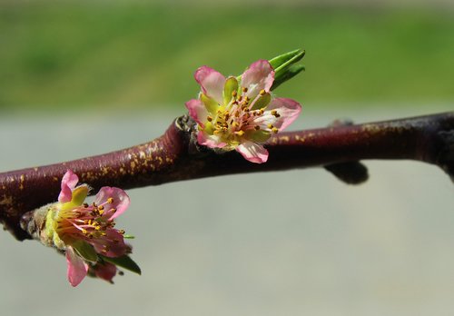 peach blossom  flowering  fruit trees