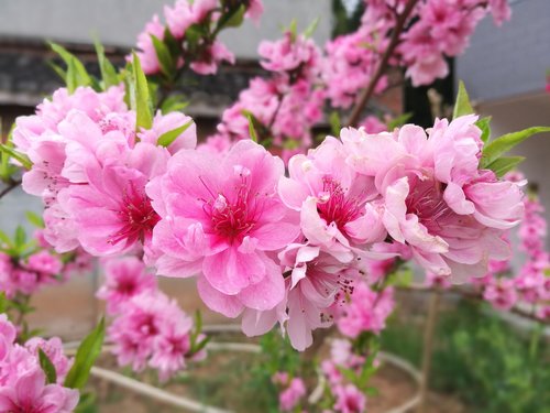 peach blossom  plant  flowers