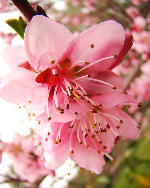 peach blossom  spring  b