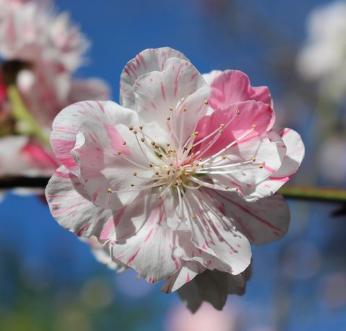 peach blossom  fruit tree blossom  ornamental