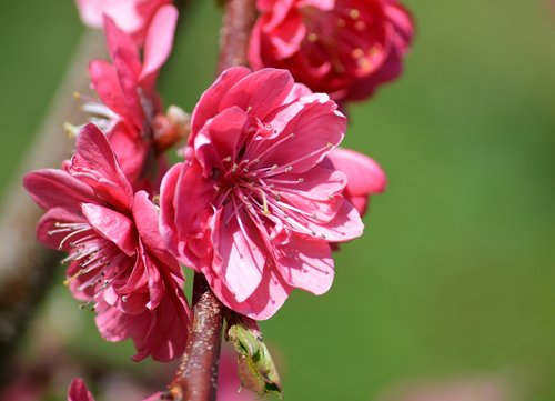 peach blossom  spring  nature