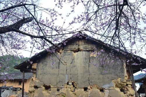 peach blossom  old house  eaves