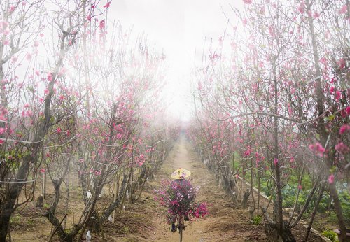 peach blossom  peach flower  fog