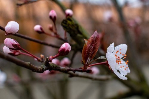 peach blossom  close-up  pistil