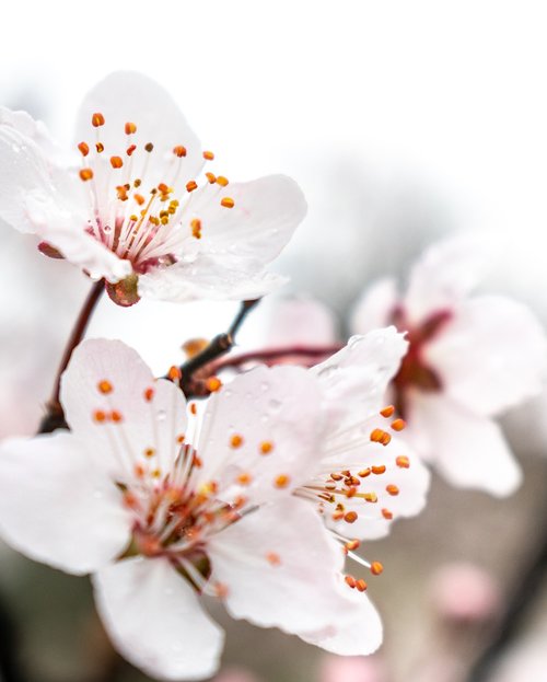 peach blossom  close-up  pistil