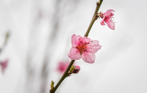 peach blossom  fruit tree  bloom