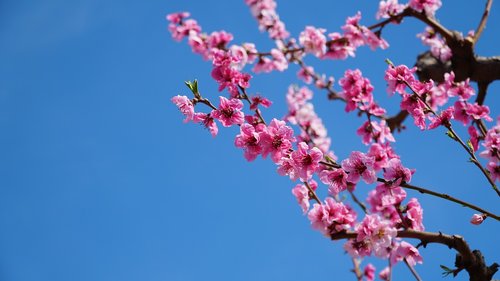 peach blossom  spring  flowers
