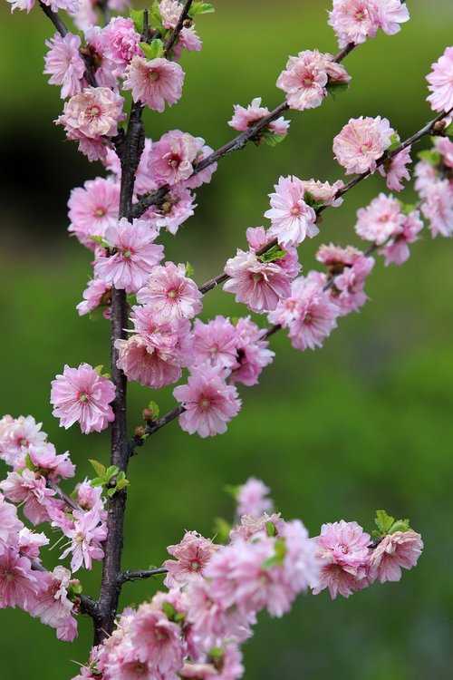 peach blossom  copy flower  spring