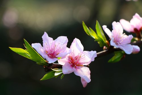 peach blossom  flower  pink