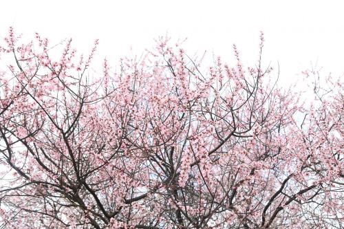 peach blossom nyingchi sky