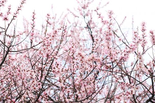 peach blossom nyingchi sky