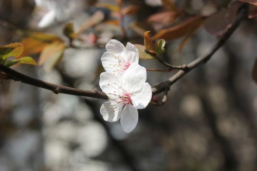 peach blossom cherry blossom spring