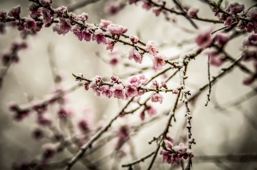 Peach Blossom In Spring