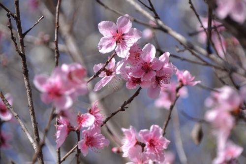 peach blossoms springtime pink