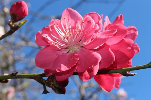 peach blossoms  fruit tree blossoms  ornamental