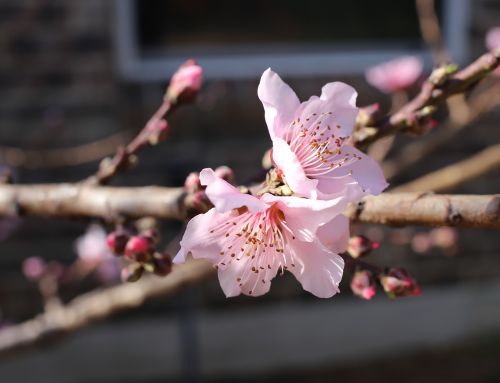 peach blossoms spring blooming