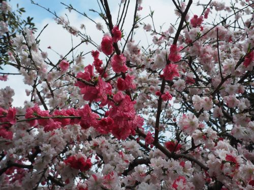 peach blossoms red pink