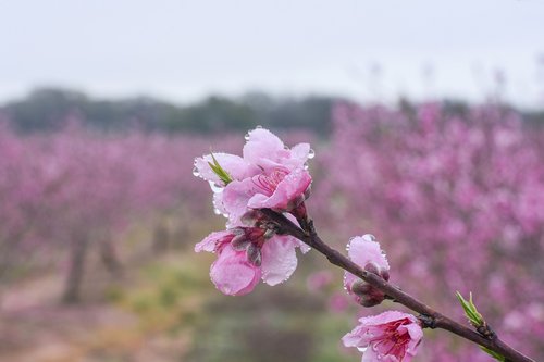 peach flower  peach  flower