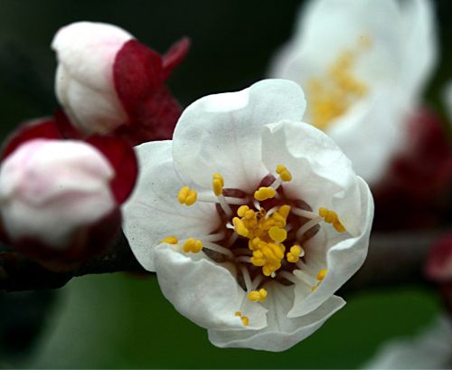 peach flower spring flowering tree