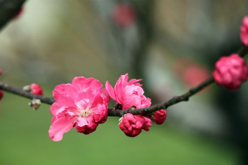 Peach Flower In Blossom