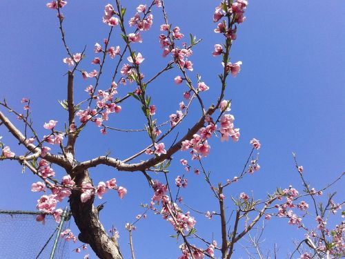 peach flowers tree spring