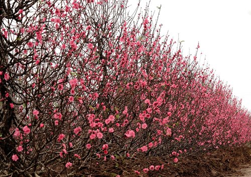 peach flowers  hanoi  flowers