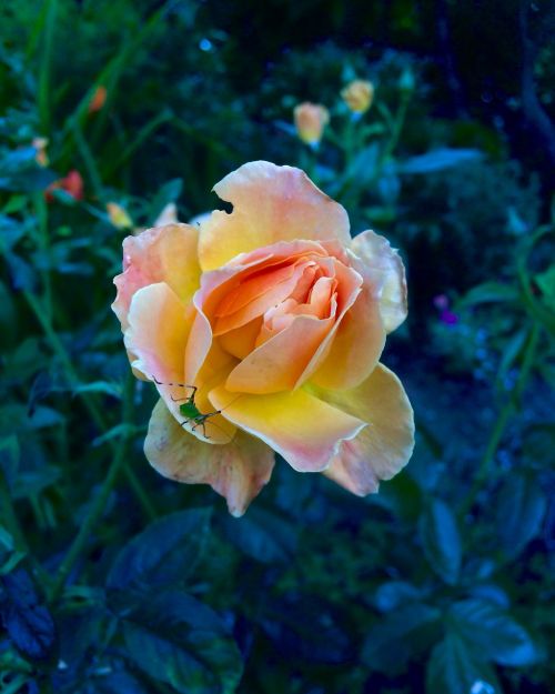 peach rose katydid dark background