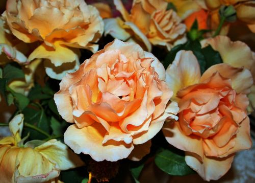 Peach Roses Close