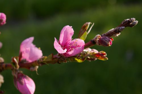 peach tree peach blossom spring