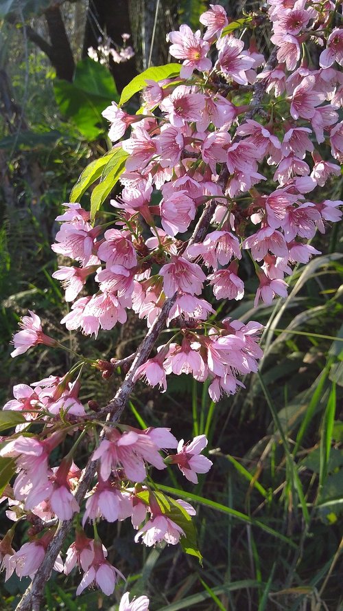 peach tree  tree  flower