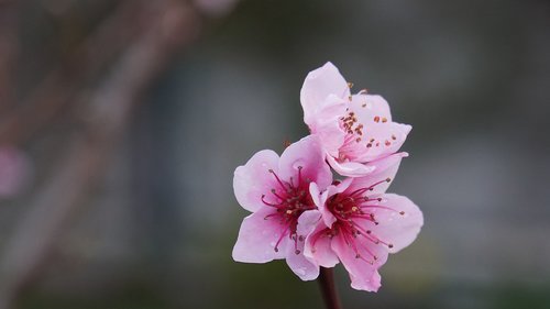 peach tree  spring  pink