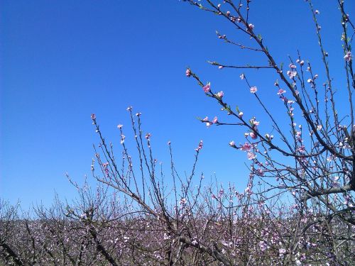 peach tree tree flowers