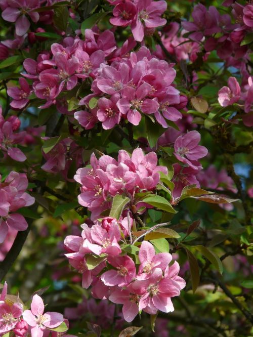 peach tree peach tree blossom bloom