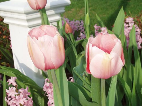 Peach Tulips &amp; Pink Hyacinth
