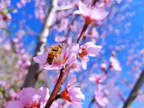 peache flowers new zealand bee