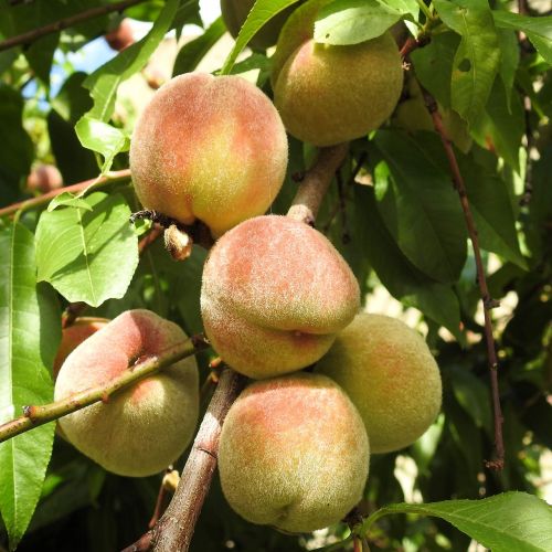 peaches peach tree fruit
