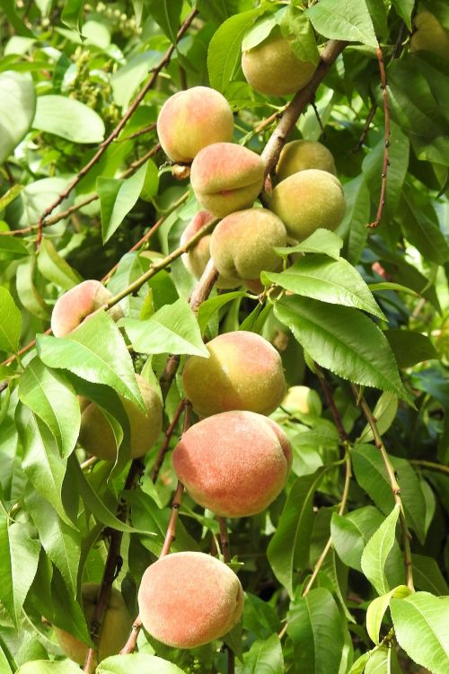 peaches peach tree fruit