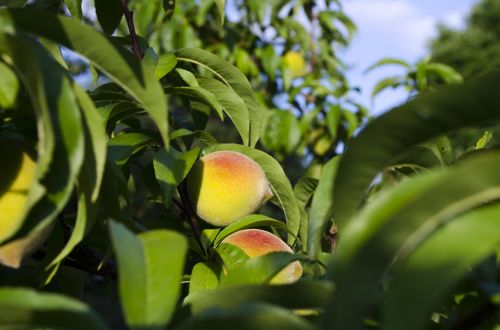 peaches peach tree summer