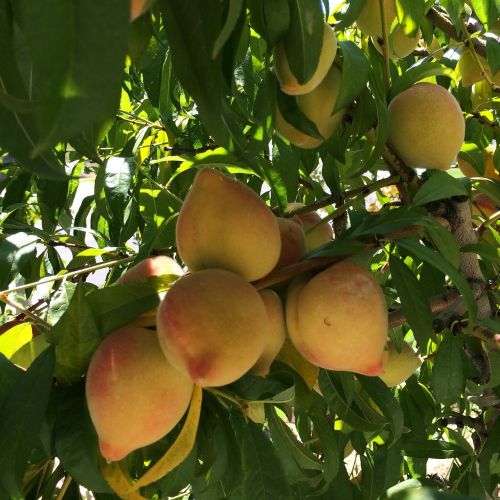 peaches peach tree fruit tree