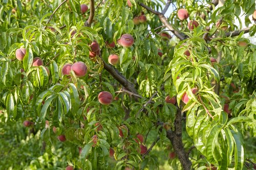 peaches  fruit  stone fruit